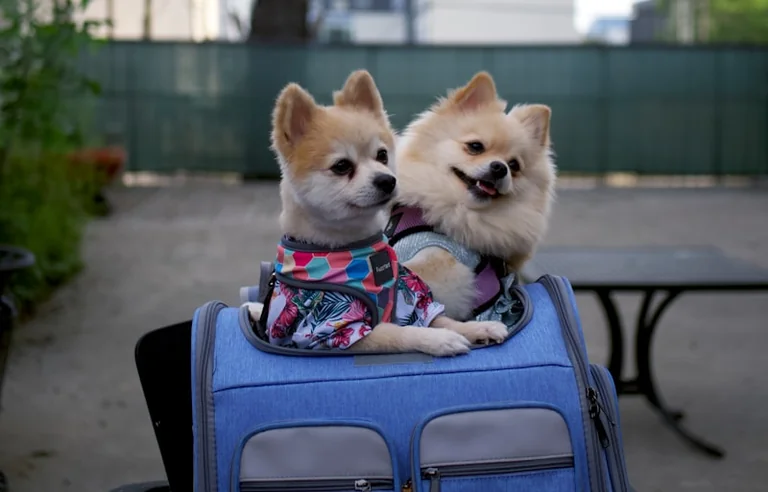 À Lyon, partir en vacances sans laisser son animal