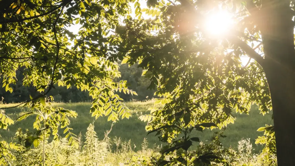 Rayons de soleil filtrant à travers les arbres lors d'une chaude journée ensoleillée.