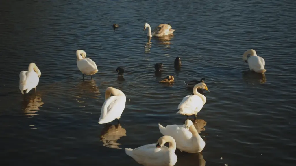 À Brest, la photo nature préférée des habitants dévoilée