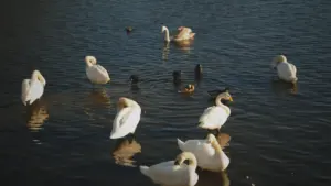 Plusieurs cygnes blancs nageant sur une étendue d'eau sombre à Brest.