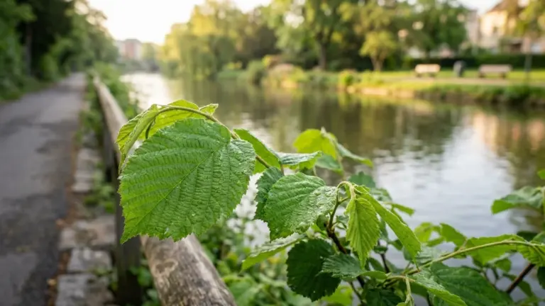 À Caen, le 1er juillet, 9 km gratuits côté nature: ce qu’il faut retenir
