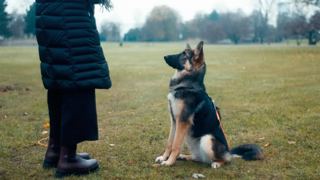 Un jeune berger allemand assis regarde attentivement son propriétaire dans un parc public automnal.