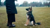 À Montreuil, des cours gratuits pour mieux gérer son chien