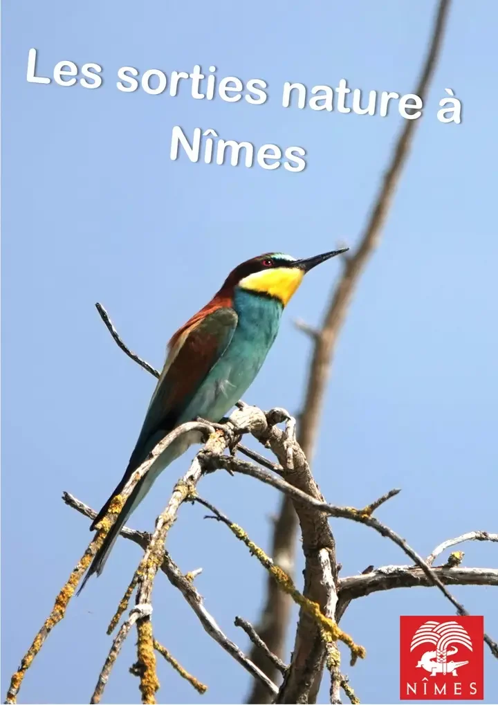 À Nîmes, « Le réveil des oiseaux » se découvre gratuitement