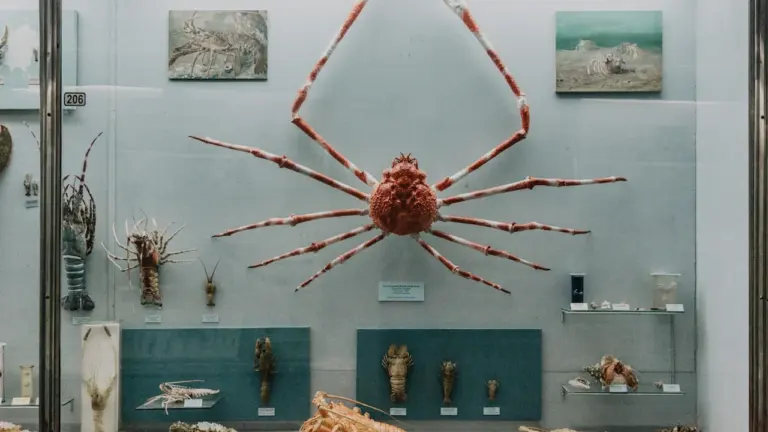 Antibes : l’expo du Musée de la Carte Postale sur les araignées, 8€
