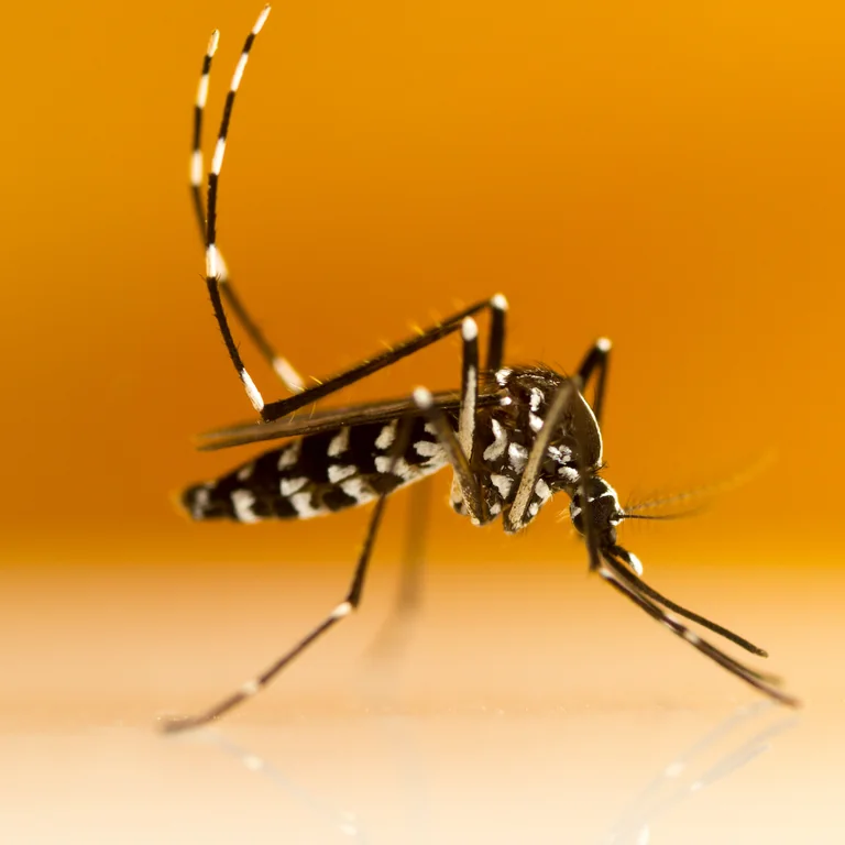 Chikungunya à Nogent-sur-Marne : le risque réel