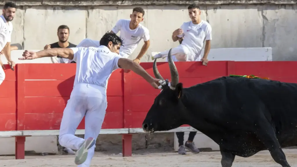 Un raseteur vêtu de blanc touche le front d'un taureau noir dans une arène.