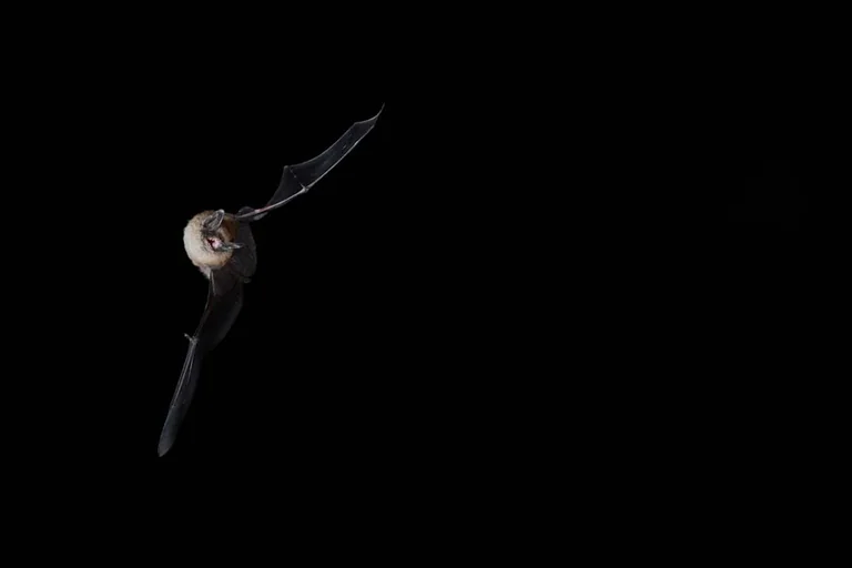 Lannion : une soirée gratuite pour découvrir les chauves-souris