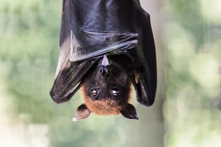 Lannion : une soirée gratuite pour découvrir les chauves-souris