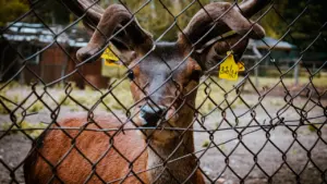 Un cerf brun avec des boucles d'oreilles d'identification derrière un grillage métallique.